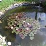 Gartenteich, © Privatzimmer Fam. Glaser Gartenteich, © Privatzimmer Fam. Glaser
