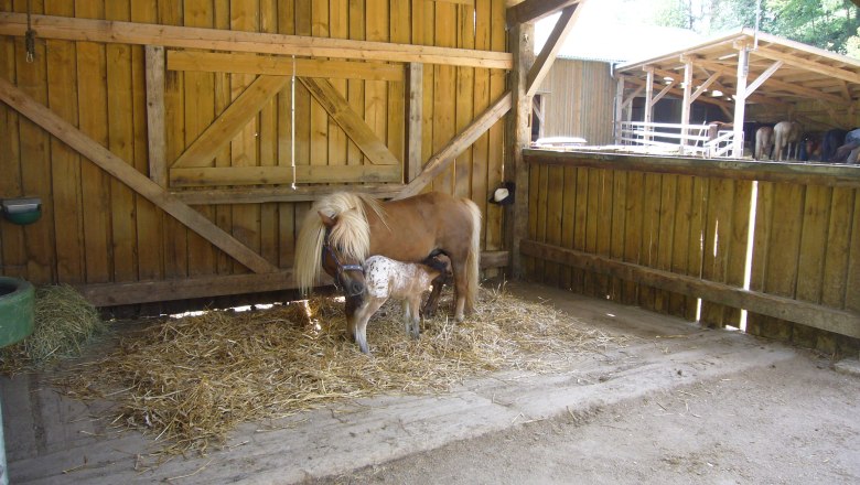 Horse stable, © Pferdehof Kurzmann Horse stable, © Pferdehof Kurzmann
