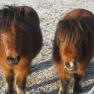 flora und fiona, © rosinger flora und fiona, © rosinger
