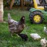 Chickens at the Arkadenhof, © Martina Siebenhandl Chickens at the Arkadenhof, © Martina Siebenhandl