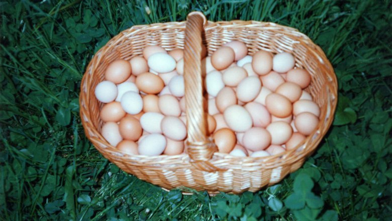 A woven basket filled with white and brown eggs on a green meadow., © Monika`s Hühnerhof A woven basket filled with white and brown eggs on a green meadow., © Monika`s Hühnerhof