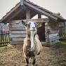 Tiere ganz nah erleben.., © Familie Rosinger Tiere ganz nah erleben.., © Familie Rosinger
