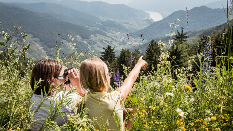 In summer on the flower meadow on the Jauerling, © Martina Siebenhandl In summer on the flower meadow on the Jauerling, © Martina Siebenhandl