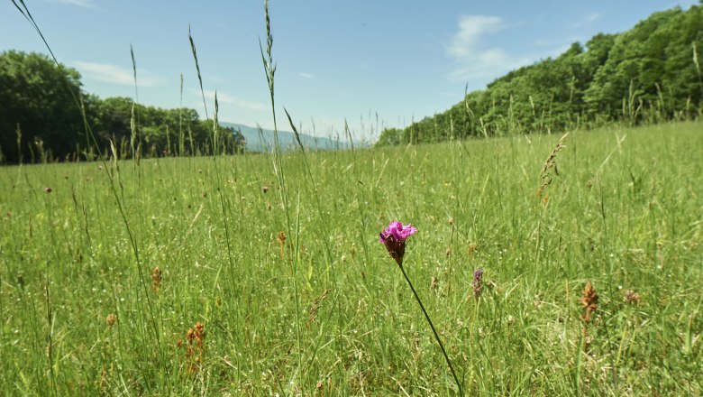 Diana meadow, © Prendinger Diana meadow, © Prendinger
