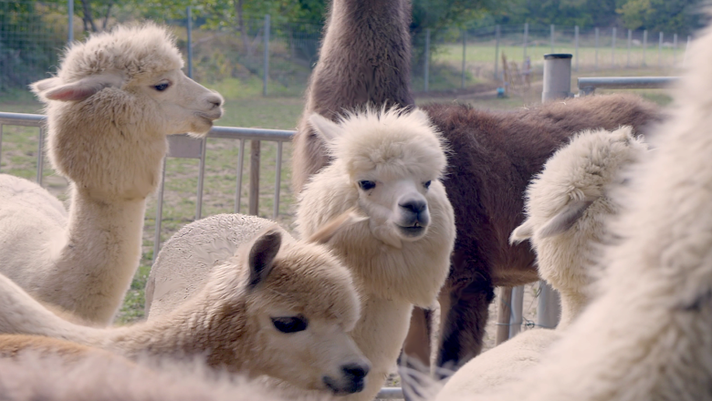 Alpaca experience in the Vienna Woods, © (c) Karina Pöschl Alpaca experience in the Vienna Woods, © (c) Karina Pöschl