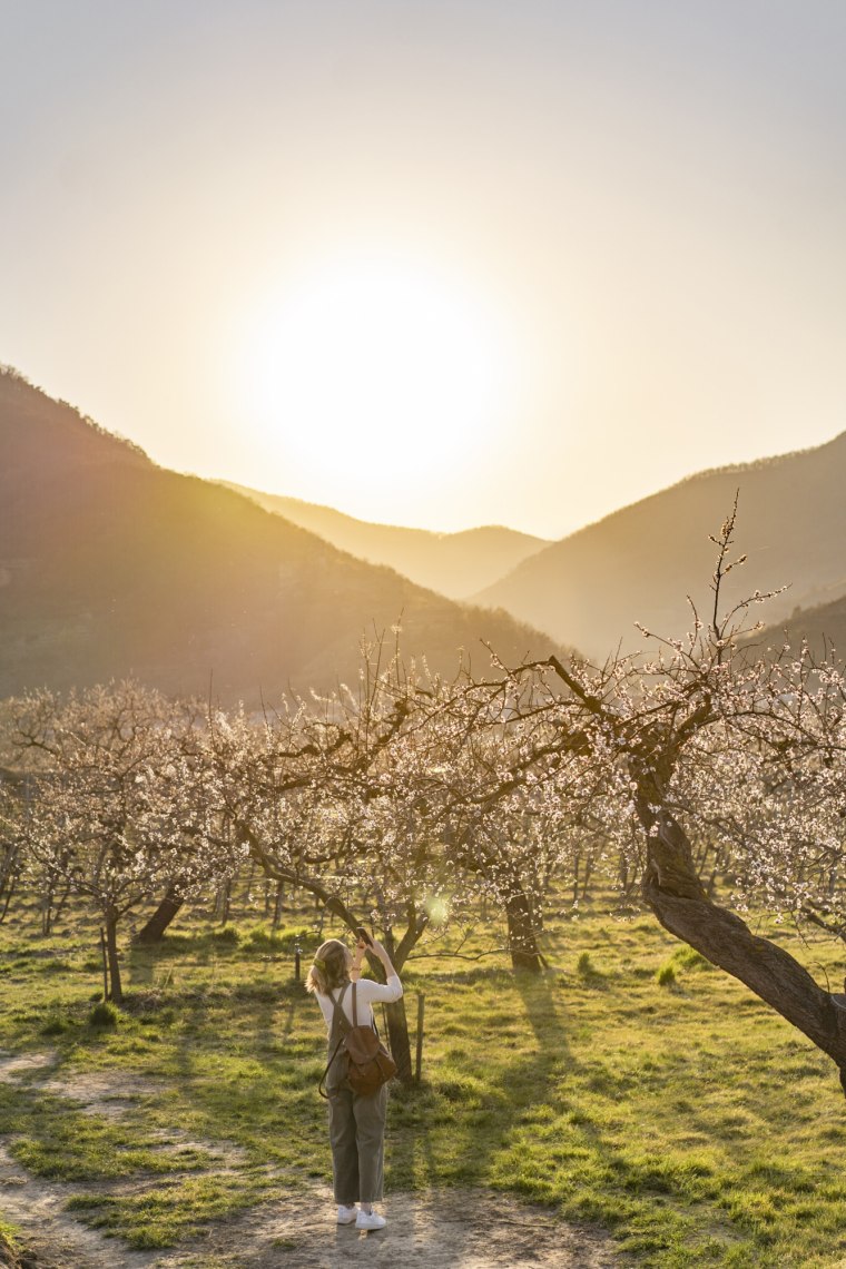 Pěší turistika v době květu meruněk., © Niederösterreich Werbung/ Stefanie Winter Pěší turistika v době květu meruněk., © Niederösterreich Werbung/ Stefanie Winter