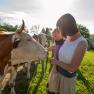 Cow, © Höbarten Cow, © Höbarten