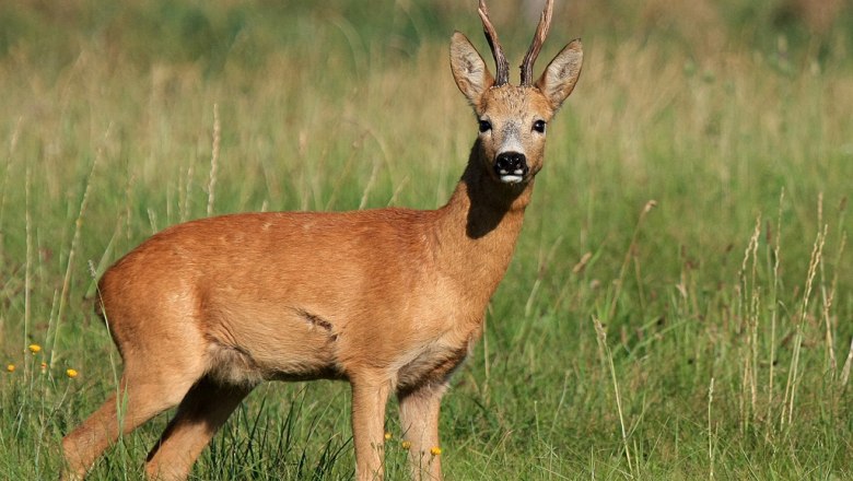 Hunting opportunity, © Franz Inghofer Hunting opportunity, © Franz Inghofer