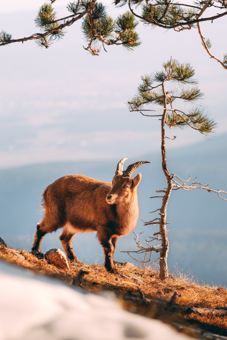 Kozorožci v přírodním parku Hohe Wand., © Niederösterreich Werbung/Sebastian Scheichl Kozorožci v přírodním parku Hohe Wand., © Niederösterreich Werbung/Sebastian Scheichl