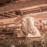 Lilli is waiting to be milked, © Einkehrhof Poggau Lilli is waiting to be milked, © Einkehrhof Poggau