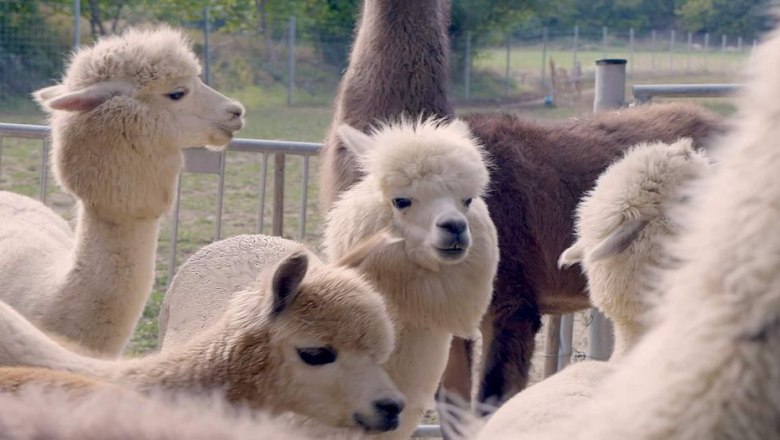 Alpaca experience in the Vienna Woods, © (c) Karina Pöschl Alpaca experience in the Vienna Woods, © (c) Karina Pöschl