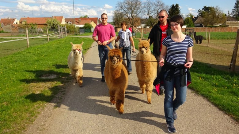 Walk, © Weinviertel Alpaka Walk, © Weinviertel Alpaka