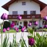 Farma Dissauer Family Rosinger, © Familie Rosinger Statek s fialovými tulipány v popředí.