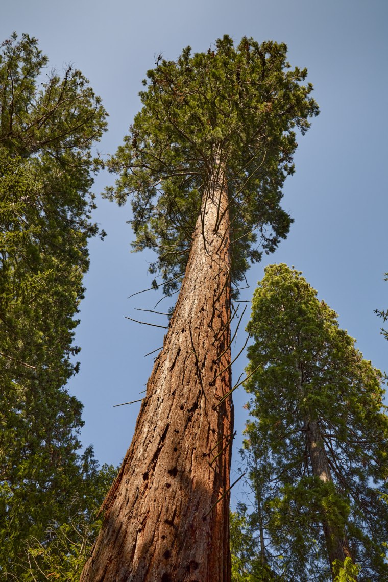 Mamutbäume Bild, © Andreas Hofer Mamutbäume Bild, © Andreas Hofer