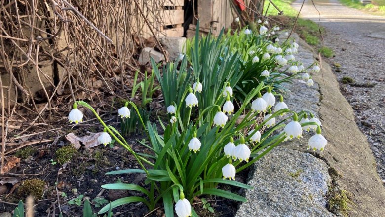Harbingers of spring, © Landhof Lydia Harbingers of spring, © Landhof Lydia