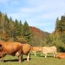 murbodner-kuehe-im-herbst, © zVg Fam. Fallmann murbodner-kuehe-im-herbst, © zVg Fam. Fallmann