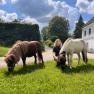Ponys am Landhaus Aigner (1), © Landhaus Aigner Ponys am Landhaus Aigner (1), © Landhaus Aigner