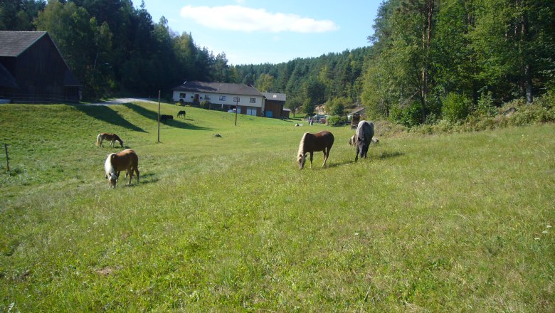 Horse farm large paddock, © Pferdehof Kurzmann Horse farm large paddock, © Pferdehof Kurzmann