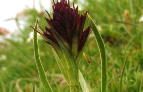 WANDERBLUME ST. AEGYD_17 - Kohlröserlweg, © Nordisches Zentrum St. Aegyd WANDERBLUME ST. AEGYD_17 - Kohlröserlweg, © Nordisches Zentrum St. Aegyd