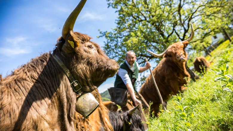 Biobauernhof Lacken, C Familie Blamauer (6), © Familie Blamauer Biobauernhof Lacken, C Familie Blamauer (6), © Familie Blamauer
