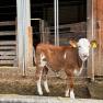 Sunnseit´n Bio Bauernhof, © Mostviertel Tourismus Sunnseit´n Bio Bauernhof, © Mostviertel Tourismus