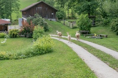 Let's go to the stable, © Einkehrhof Poggau Let's go to the stable, © Einkehrhof Poggau