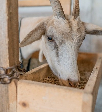 Nanni at the milking parlor, © Einkehrhof Poggau Nanni at the milking parlor, © Einkehrhof Poggau