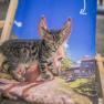What's wrong with my ears, © Einkehrhof Poggau What's wrong with my ears, © Einkehrhof Poggau