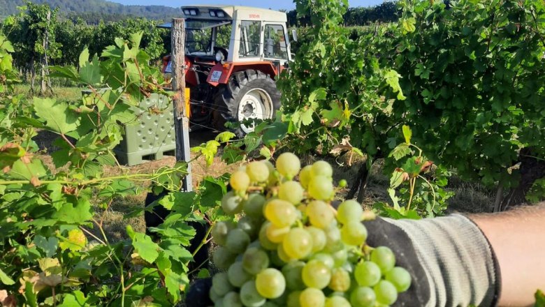 Grape, © Bauer Biohof Grape, © Bauer Biohof