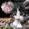 Babykatze, © rosinger Babykatze, © rosinger