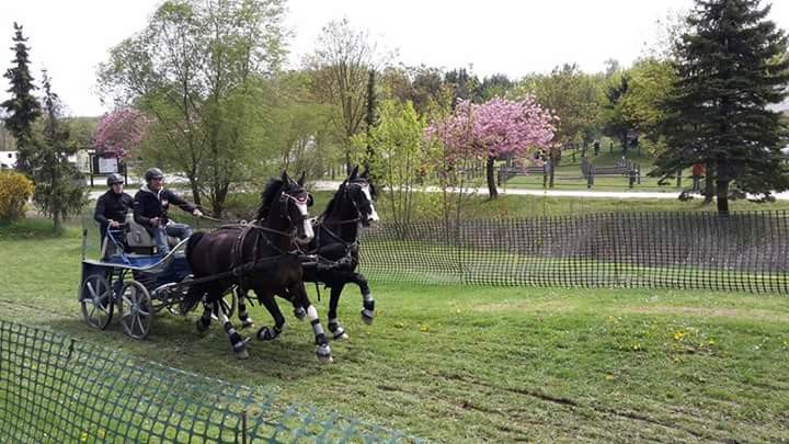 Karlstetten Driving and Riding Club, © Gerty Schabas Karlstetten Driving and Riding Club, © Gerty Schabas