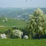Blühende Birnbäume rund um den Gölsenhof, © Fam. Büchinger Blühende Birnbäume rund um den Gölsenhof, © Fam. Büchinger