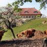 Dorferhof, © weinfranz.at Dorferhof, © weinfranz.at