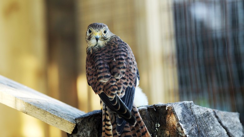 Falcon, &copy; Weinfranz