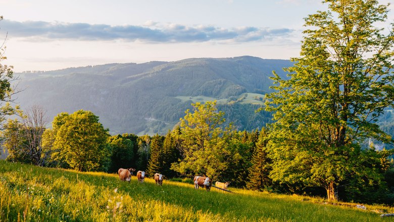 Nestelberg 17 (c)Marlene Schindlegger (50), &copy; Sabine Wieser