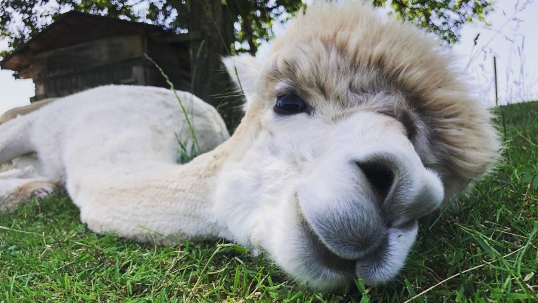 Dirndl Valley Alpaca, © Marion Lorenz
