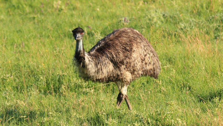 Emu in the Celtic village of Schwarzenbach, &copy; Keltendorf Schwarzenbach