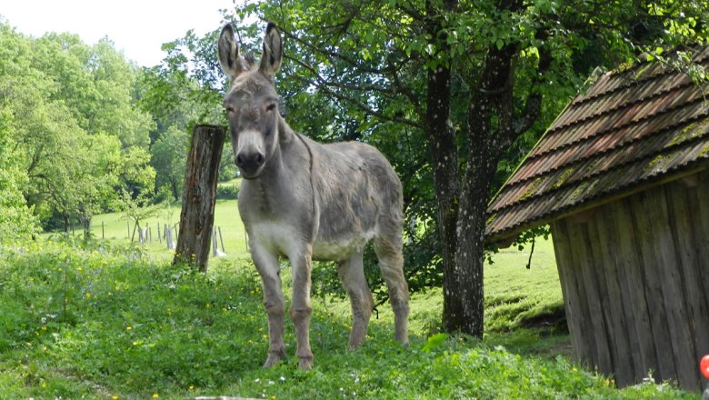 Oslice Larissa se raduje z každé návštěvy, © Einkehrhof Poggau