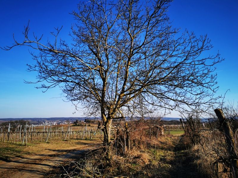 Krajina s holými stromy a vinicemi pod modrou oblohou.