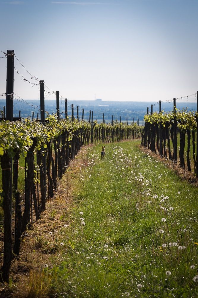 Zajíc sedí mezi dvěma řadami vinné révy na zeleném poli pampelišek.