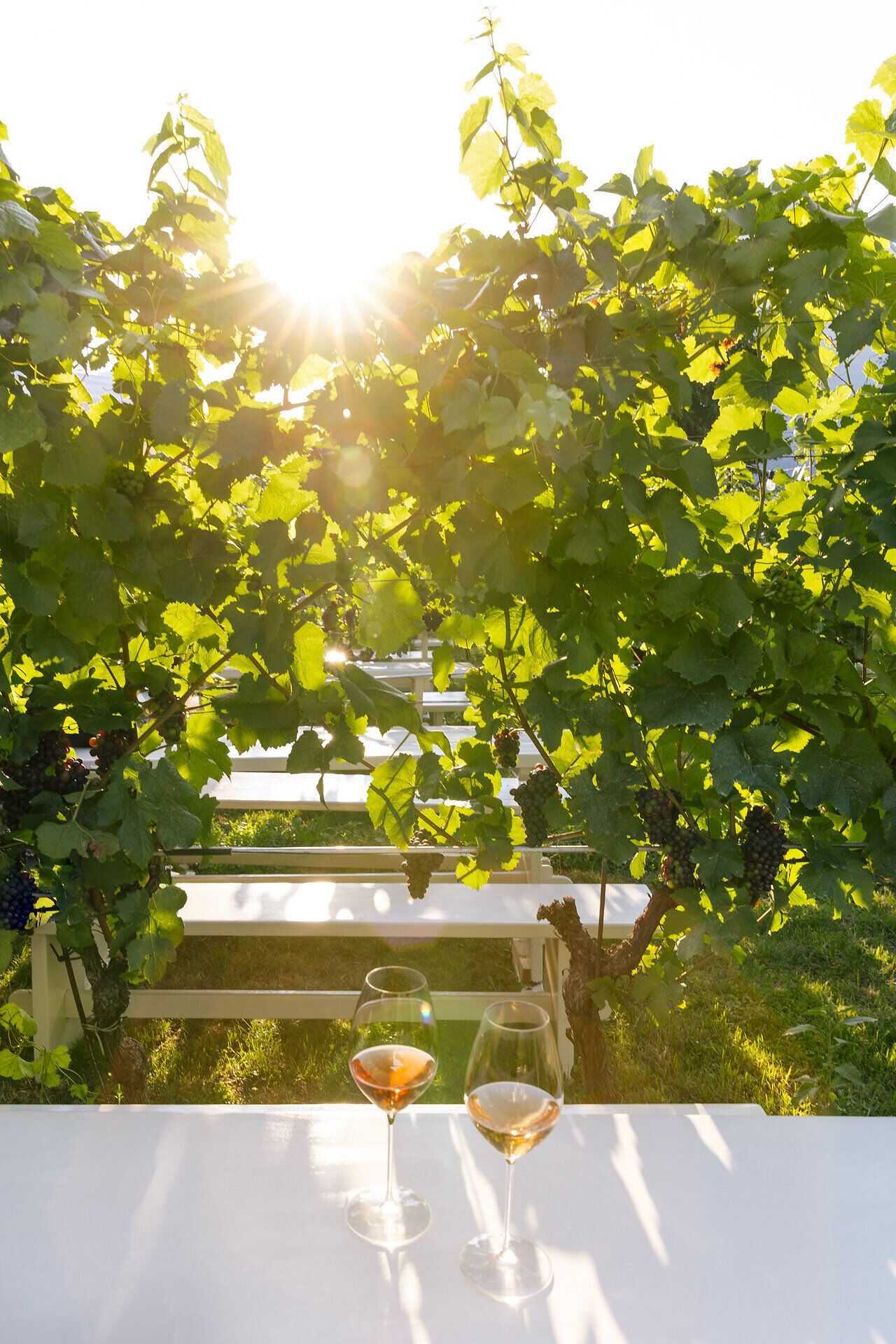Inmitten der sanften Hügel des Kamptals laden die üppigen Weinreben zu einem entspannten Picknick ein. Zwei Gläser Wein stehen auf einem weißen Tisch, während die Sonne durch das grüne Blätterdach strahlt und eine warme, einladende Atmosphäre schafft.