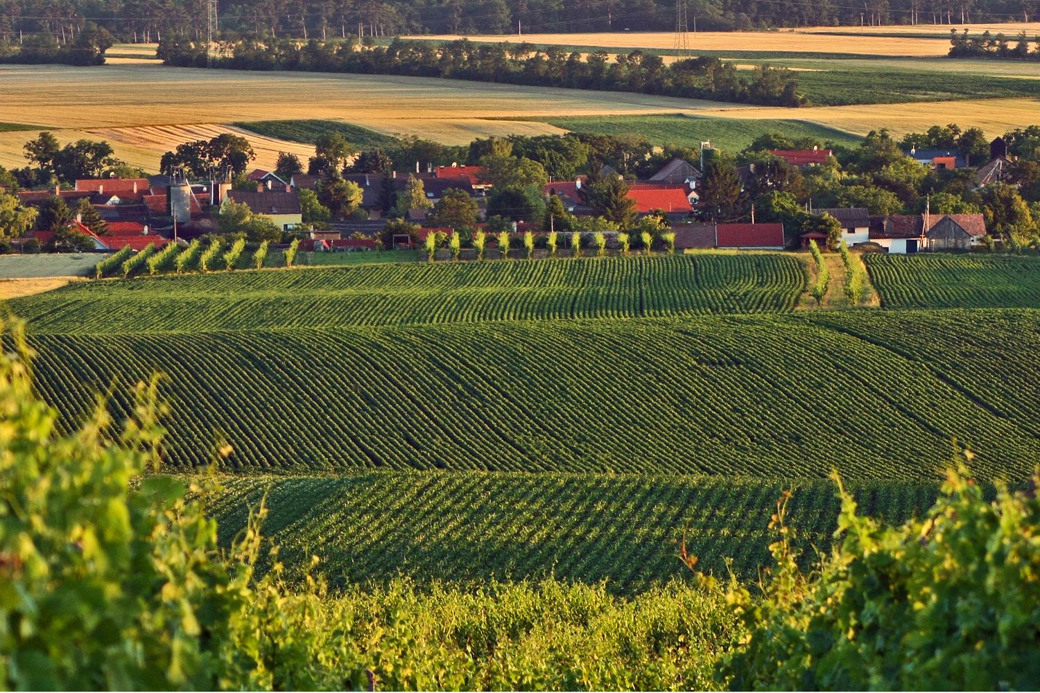 Krajina s vinicemi a vesnicí v pozadí.