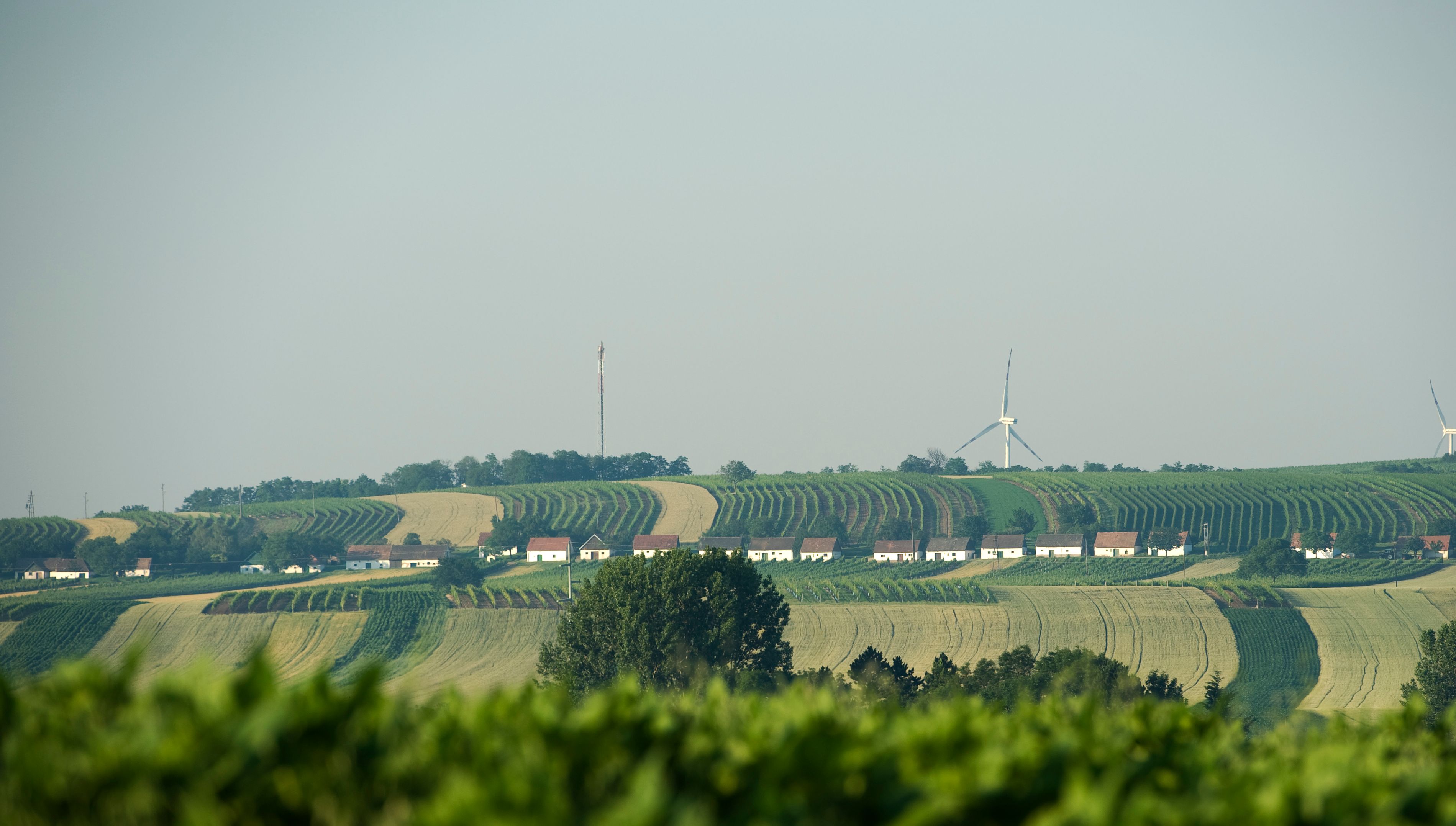 Krajina s vinicemi, sklepní uličkou a větrnými turbínami v pozadí.