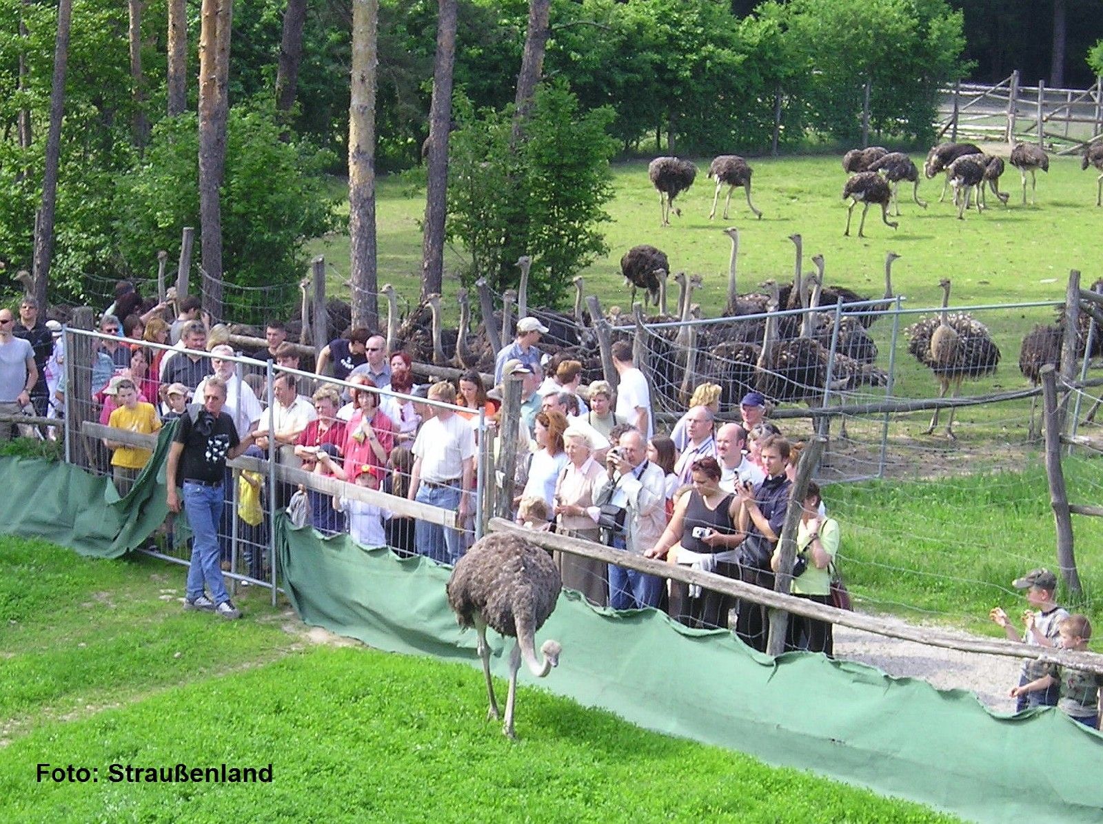Návštěvníci pozorují pštrosy ve výběhu v Ostrichlandu Gärtner.