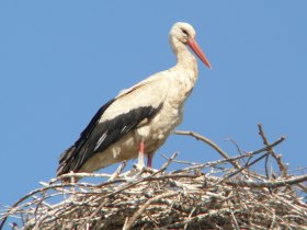 Ortsspaziergang Marchegg, Wei&szlig;storch, &copy; Andreas Pataki