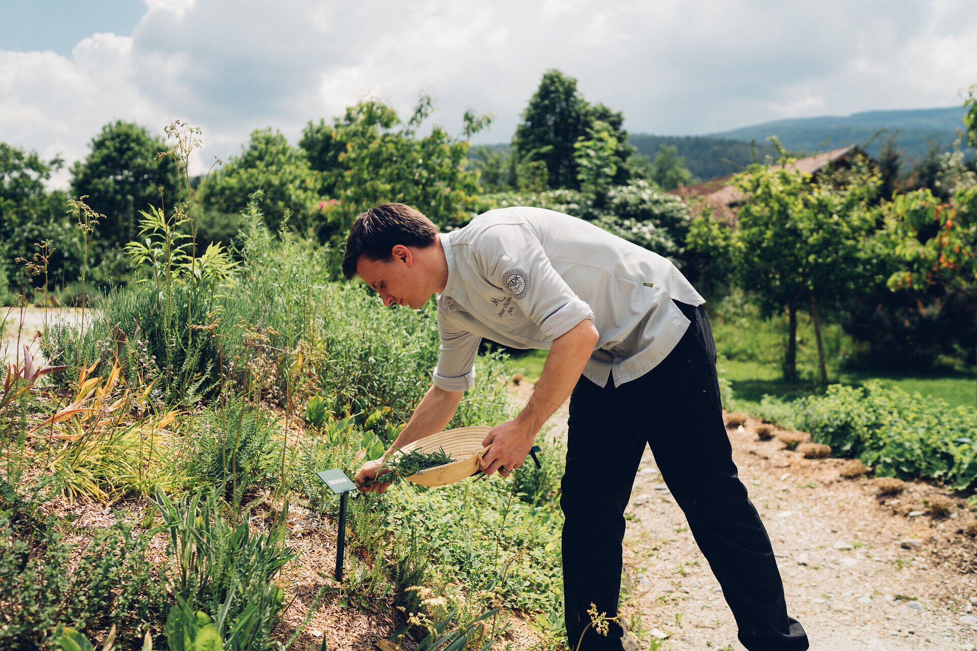 Inmitten der üppigen Natur des Molzbachhofs erntet ein leidenschaftlicher Gärtner frische Kräuter, die die Aromen der Region widerspiegeln. Die sanften Hügel und die blühenden Pflanzen schaffen eine harmonische Atmosphäre, die zum Verweilen einlädt und die Sinne belebt.