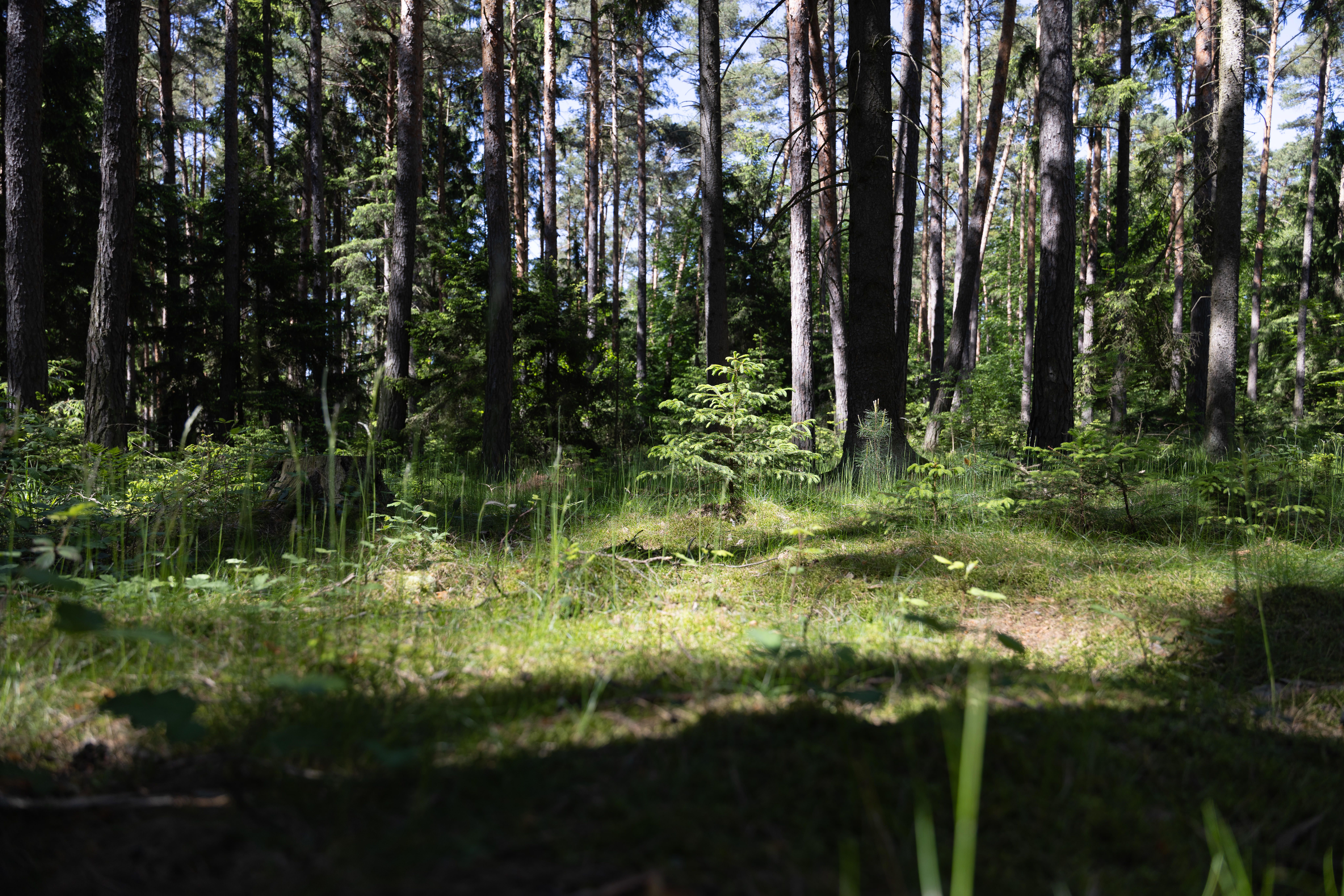 Sluncem zalitý les s vysokými stromy a zeleným podrostem.