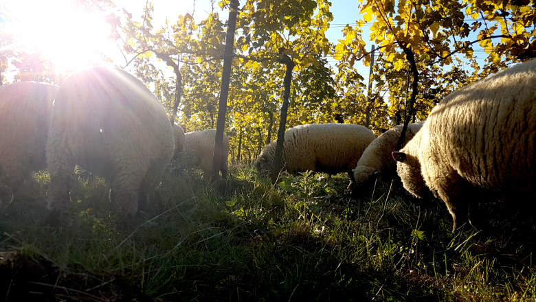Sheep, © Zuschmann-Schöfmann