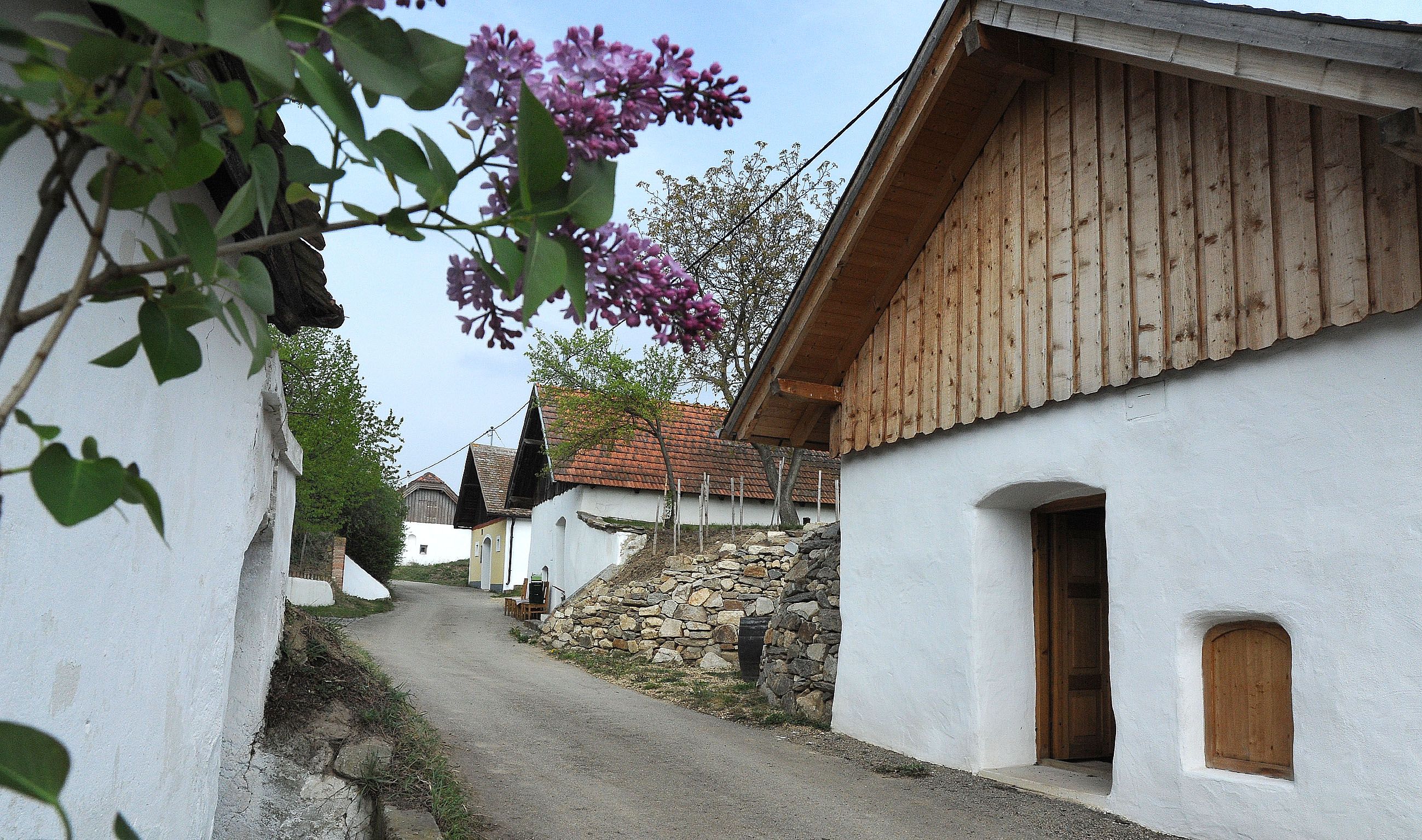 Malebná sklepní ulička s bílými lisovnami a kvetoucími šeříky v popředí.