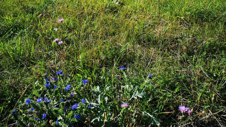 Flowers and herbs, &copy; Weinstra&szlig;e Weinviertel
